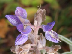 Lupinus sericeus
