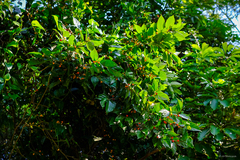 Ficus irisana
