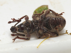 Otiorhynchus singularis