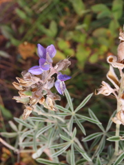 Lupinus sericeus