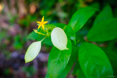 Mussaenda formosanum
