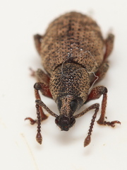 Otiorhynchus singularis