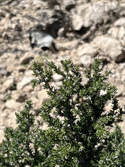Condalia ericoides