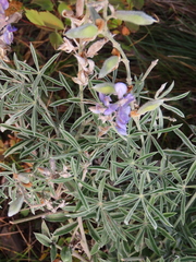 Lupinus sericeus