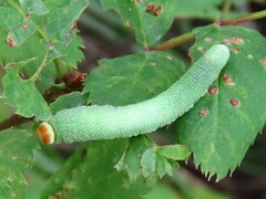 Trichiosoma triangulum
