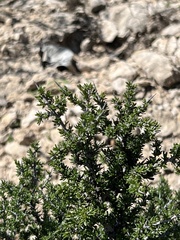 Condalia ericoides