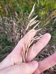 Bromus inermis