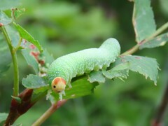 Trichiosoma triangulum