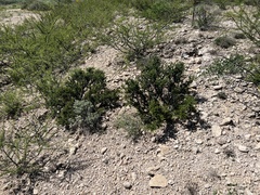 Condalia ericoides