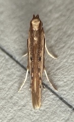Batrachedra busiris