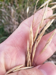 Bromus inermis