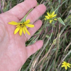 Tragopogon pratensis