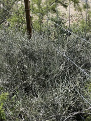 Ephedra antisyphilitica