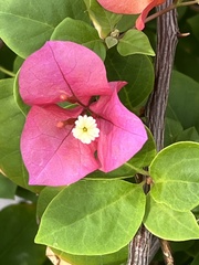 Bougainvillea