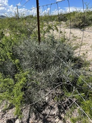 Ephedra antisyphilitica