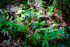 Graphium agamemnon agamemnon