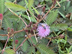 Apis florea