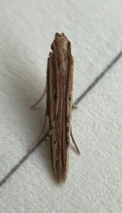 Batrachedra busiris