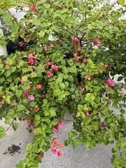 Bougainvillea