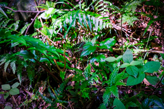 Graphium agamemnon agamemnon