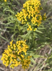 Solidago missouriensis