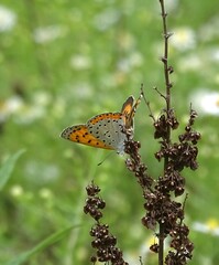Tharsalea hyllus