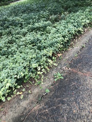 Aegopodium podagraria