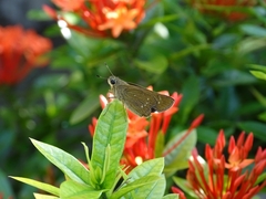 Borbo cinnara