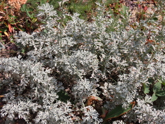 Artemisia michauxiana