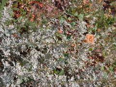 Artemisia michauxiana