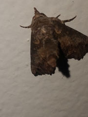 Paectes abrostoloides