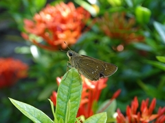 Borbo cinnara
