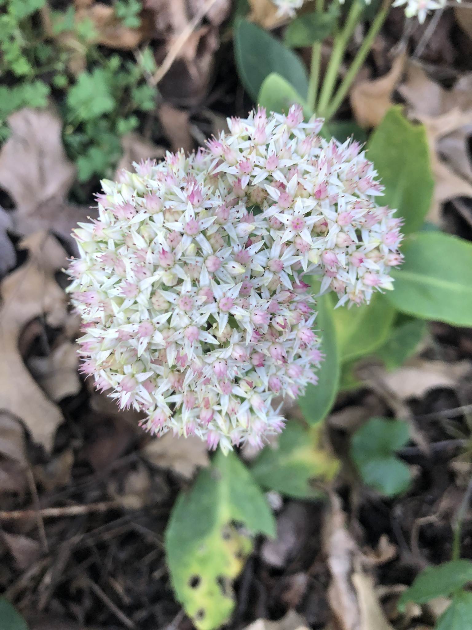 Garden Stonecrop (Hylotelephium erythrostictum)