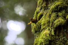Troglodytes pacificus