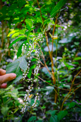 Deeringia polysperma