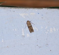 Lepidoptera