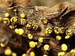 Physarum viride