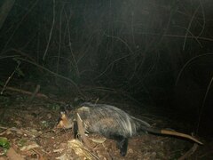 Didelphis aurita