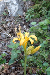 Lycoris aurea