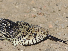 Pituophis catenifer sayi