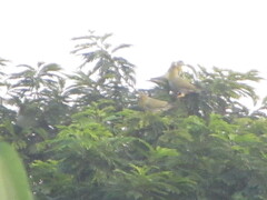 Treron phoenicopterus