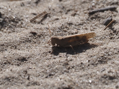 Trimerotropis thalassica