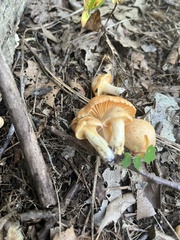 Cuphophyllus pratensis