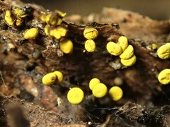 Physarum viride