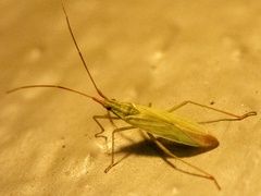 Trigonotylus caelestialium