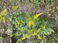 Solidago ulmifolia