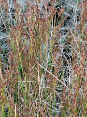 Juncus compressus