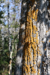 Xanthomendoza