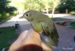 Oporornis agilis
