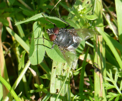 Calliphora vomitoria
